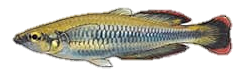 Ährenfisch