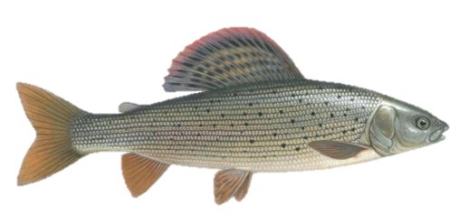 Äsche