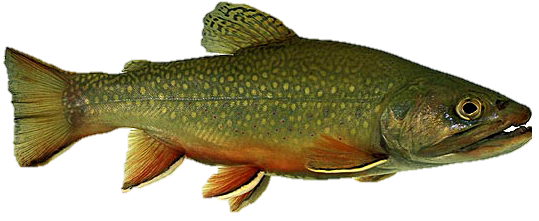 Bachsaibling