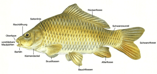 Fischlexikon