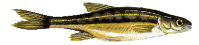 Erlitze