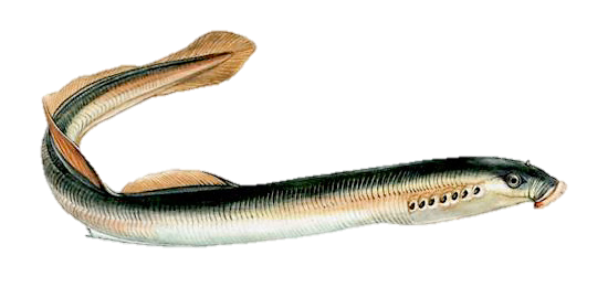 Flussneunauge