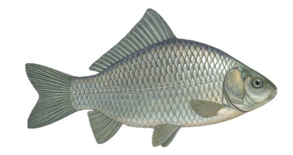 Giebel