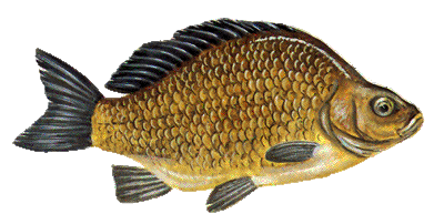 Karausche