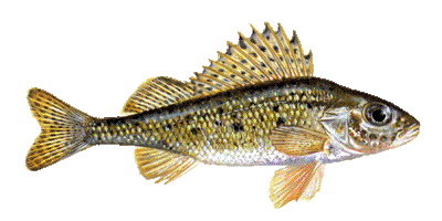 Kaulbarsch
