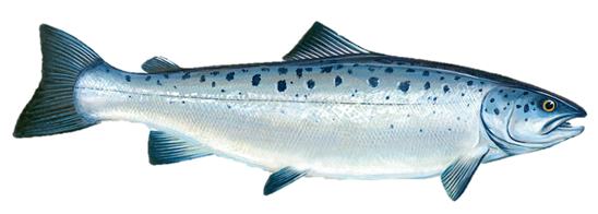 Lachs
