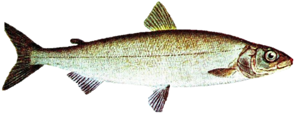 Schnäpel