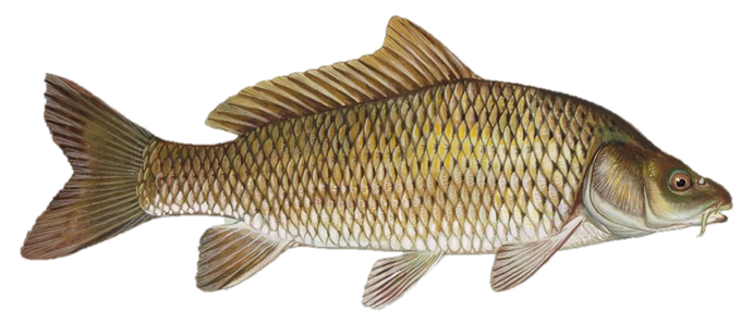 Karpfen