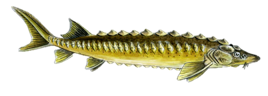 Stör