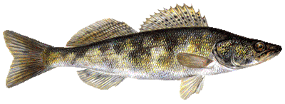 Zander