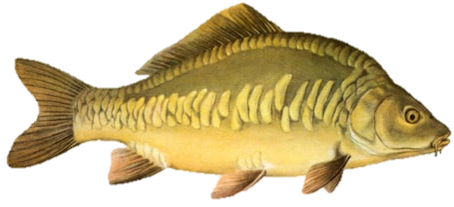 Karpfen